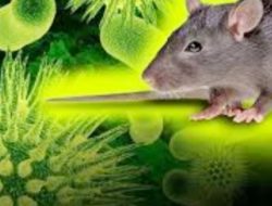 Virus Baru Muncul di China, Membunuh Lebih Dahsyat Dari Covid-19