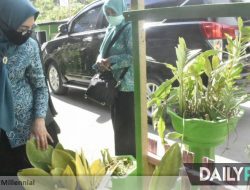 Ketua PKK Kabgor Bertekad “Hijaukan” Kota Limboto di HUT RI 17 Agustus