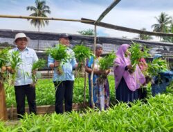 Panen Sayuran Organik, Begini Harapan Bupati Hamim Pou