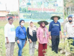 Bersama Istri, Bupati Anas Jusuf Tinjau Lahan KWT Desa Tri Rukun 