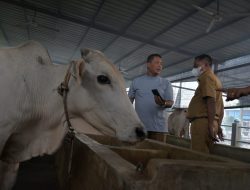 Tinjau Ternak Lembu, Bupati Sergai Minta Jangan Panik, Penyakit LSD Bisa Sembuh