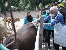 Dapat Kuota 400 Dosis, Bupati Asahan Tinjau Langsung ke Lokasi Vaksinasi Ternak