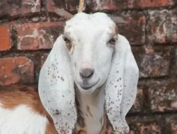 Bagaimana Hukum Kurban untuk Orang Meninggal? Simak Penjelasannya