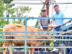 PT.Milenium Agrindo Serahkan Bantuan Sapi Kurban Untuk Pemda Pohuwato