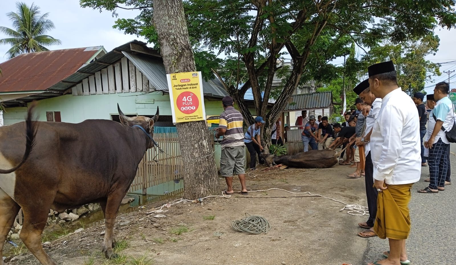 Berkurban 11 Ekor Sapi, Usman Radjak: Semoga Amal Ibadah ini Diterima Allah SWT