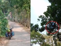 Kocak! Melaju dengan Kecepatan Tinggi, Galon Dibawa Pengendara Motor Terbang Nyangkut ke Pohon