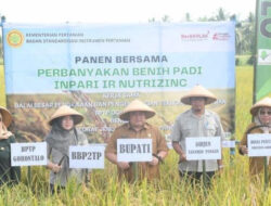 Penjabup Boalemo Panen Padi Varietas Inpari IR Nutri Zinc