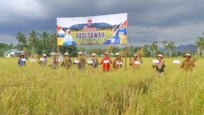 Perkuat Ketahanan Pangan di Bonebol, Wabup Merlan Panen Raya Bersama Masyarakat