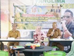 Bupati Thariq Serahkan Bantuan Bibit Tanaman Kepada KWT Dapur Ceria