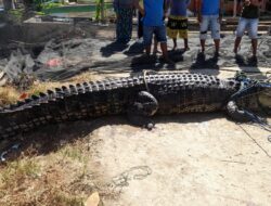 Warga Dikejutkan dengan Penemuan Buaya Monster di Gorontalo Utara