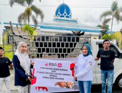 Idul Adha 1444 H: BSG Cabang Suwawa Salurkan Sapi Kurban di Masjid Agung Baitul Haq Islamic Center Bone Bolango”