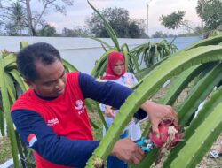 Bupati Darma Wijaya Manfaatkan Lahan Pekarangan Rumahnya, Tanam Buah Naga