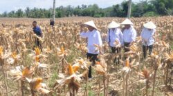 Jokowi Dorong Penigkatan Produksi Jagung di Desa Kotaraja, Boalemo