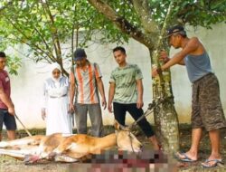 Plt Bupati Labuhanbatu Sembelih 4 Ekor Sapi Lebaran Haji Tahun Ini