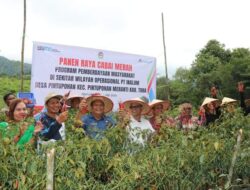 Panen Raya Cabai Merah Keriting di Area PT Inalum Toba