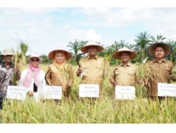 Bupati Syah Afandin Dorong Kemandirian Benih Padi, Panen Inpari 33 di Langkat Berhasil