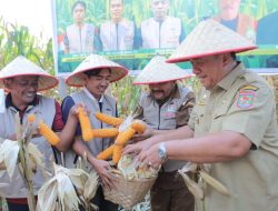 Bupati Asahan Ikut Panen Raya Jagung