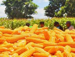 Produksi Jagung Gorontalo 2025 Naik 3,48 Persen, Sentra Jagung Nasional Makin Kuat