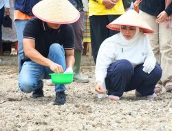 Bupati Labuhanbatu Tanam Padi Darat Gogo