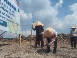 Wabup Asahan Ikut Tanam Jagung Perdana Program Ketapang