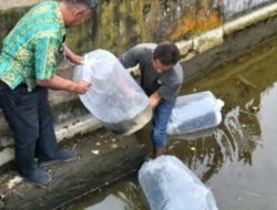 Dorong Kemandirian Pangan, Distankan Kotamobagu Salurkan Bantuan Bibit Ikan untuk UPR Tumoing Desa Bungko