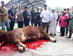 Segini Jumlah Hewan Kurban yang Disembelih Pemkab Asahan Idul Adha Tahun Ini