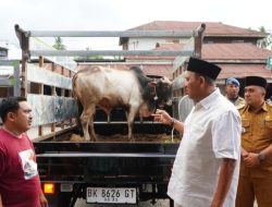 Bupati Syah Afandin dan Wabup Tiorita Berbagi Hewan Qurban untuk Warga Besilam