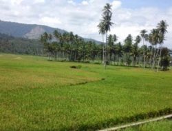 Puluhan Kelompok Tani di Kotamobagu Diusulkan Terima Bantuan Bibit
