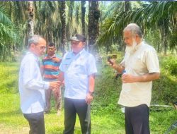 Pemkab Labuhanbatu Tetapkan Lokasi Kawasan Peternakan Sapi Potong Berbasis KTT