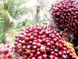 Pemkab Asahan Bahas Harga TBS Kelapa Sawit