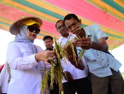 Wagub Gorontalo Tinjau Panen Padi Inovatif di Boalemo, Teknologi Prebiotik Zero Waste Pangkas Biaya Produksi hingga 75 Persen