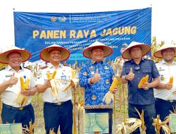 Wabup Rianto Ikuti Panen Raya Jagung di Lahan yang Bakal Dibangun Lapas Minimum Security Asahan