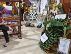 Pisang Kepok Jumbo Tebingtinggi Dipamerkan di PRSU, Sudah Ekspor 9 Ton