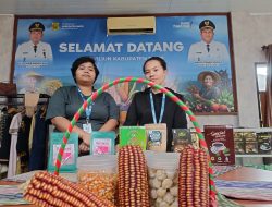Jagung Merah Dairi Bikin Heboh di PRSU, Varietas Langka Anti Patah