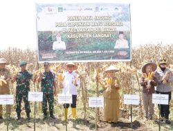 Plt. Bupati Tiorita Pimpin Panen Raya Jagung, Perkuat Swasembada Pangan di Langkat