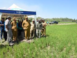 Petani Ayula Nikmati Hasil Cetak Sawah Baru, Gubernur Gusnar Pastikan Dukungan untuk Tingkatkan Kesejahteraan