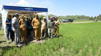 Gubernur Gorontalo Gusnar Ismail bersama Bupati Pohuwato Saiful Mbuinga meninjau langsung program cetak sawah baru di Desa Ayula, Kecamatan Randangan, Selasa (4/8/2026). (Foto : Haris-Diskominfotik)