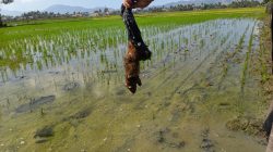 Padi Sawah Terancam Hama Tikus, UPTD Balintan Gorontalo Tekankan Pentingnya Deteksi Dini