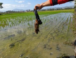 Padi Sawah Terancam Hama Tikus, UPTD Balintan Gorontalo Tekankan Pentingnya Deteksi Dini