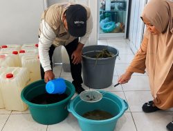 Menuju Pertanian Berkelanjutan, Gorontalo Perkuat Penerapan Pengendalian Hama Terpadu