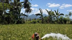 Antisipasi Gagal Panen, Petani Poowo Bone Bolango Manfaatkan Irigasi Perpompaan