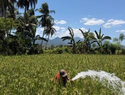 Antisipasi Gagal Panen, Petani Poowo Bone Bolango Manfaatkan Irigasi Perpompaan