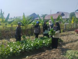 OKKPD Gorontalo Teliti Sumber Air Usaha Selada di Bone Bolango Pasca Temuan Bakteri E. coli