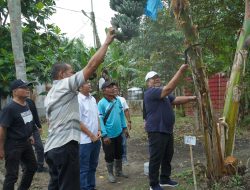 Bupati Taufik Panen Perdana Pisang Kepok Abu Varietas Asahan