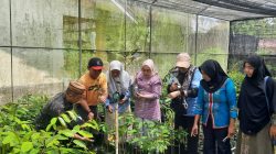 Evaluasi Hasil Pelatihan Okulasi Durian, UPTD Balai Pelatihan Teknis Pertanian Catat Keberhasilan 75 Persen