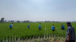 Balintan Lakukan Gerdal OPT Guna Perkuat Perlindungan Tanaman dan Produktivitas Pertanian