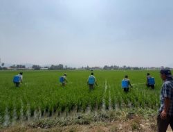 Balintan Lakukan Gerdal OPT Guna Perkuat Perlindungan Tanaman dan Produktivitas Pertanian
