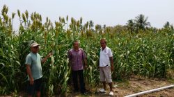 DKPTPH Gorontalo Jajaki Potensi Sorgum, Perkuat Peluang Ketahanan Pangan dan Energi Masa Depan