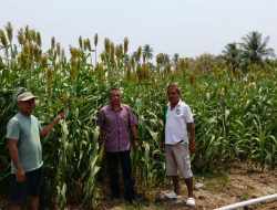 DKPTPH Gorontalo Jajaki Potensi Sorgum, Perkuat Peluang Ketahanan Pangan dan Energi Masa Depan