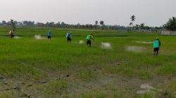Serentak di 3 Desa, Balintan Gorontalo Gelar Gerdal Massal Amankan 30 Hektar program PMAAS di Boalemo